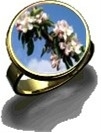 Ring rund (Apfelblüte)